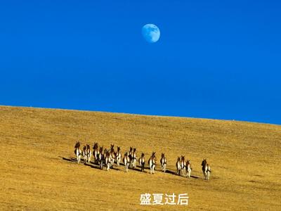 神奇动物在西藏丨“藏野驴”——草原宜居环境的“探路者”