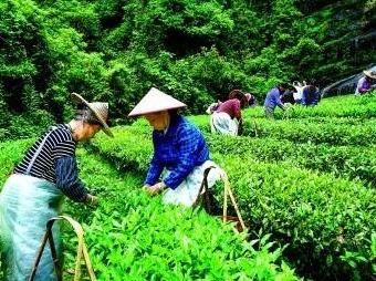 今天，光明日报整版聚焦福建南平：满目青翠 绿富同兴