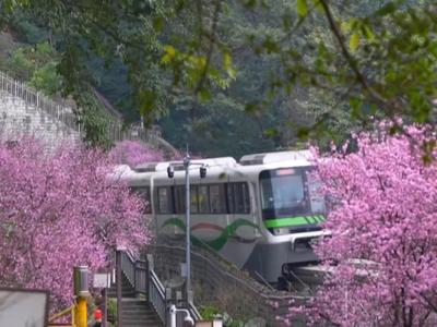 列车穿越花海，重庆文旅持续焕发新活力