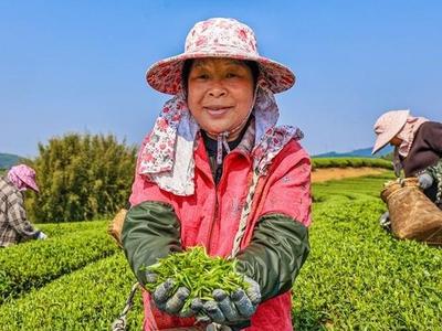 “春天第一茶”开采