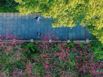 福州三月赏花线路发布 包括山樱花、杜鹃花、美丽月见草等