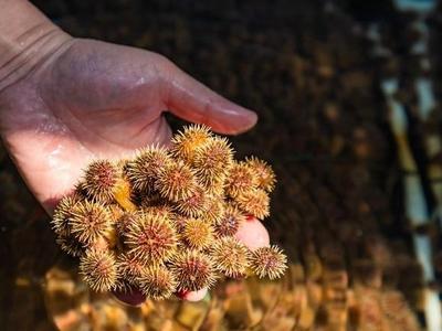 个头大、生长快、耐高温 福州海胆苗闯入北方市场