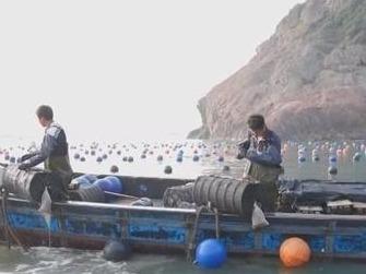 央视关注罗源：海上牧场春耕忙 鲍鱼苗陆续投放