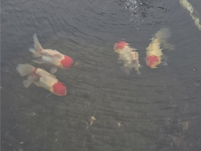 中国经济网关注丨水生态价值转化路径福州实践：河湖长制引领 生态治水造福于民