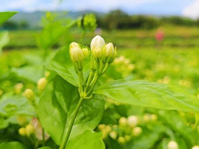 来福州动物园 种植茉莉花