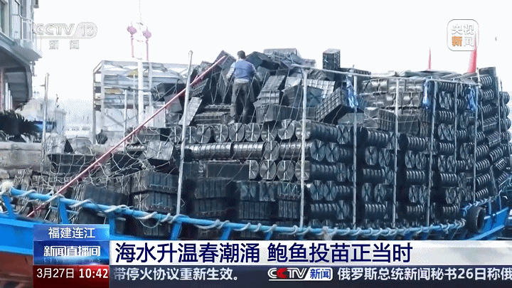 央视关注连江：海水升温春潮涌 鲍鱼投苗正当时