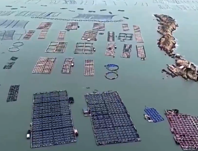 央视关注连江：海上春耕忙 2000万尾大黄鱼开始“分家”