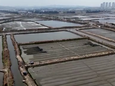 央视关注福清：海蛏正值收获季