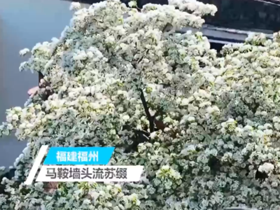 新华社关注福州：马鞍墙头流苏缀