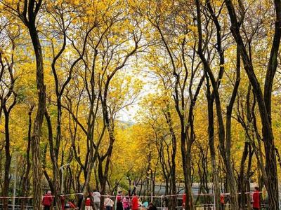 新华网关注春日福州城：醉在“风铃”花海中