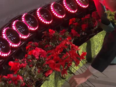 送您一枝映山红