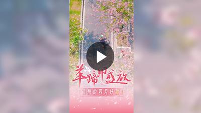 24秒福州丨羊蹄甲盛放，福州的四月好甜！