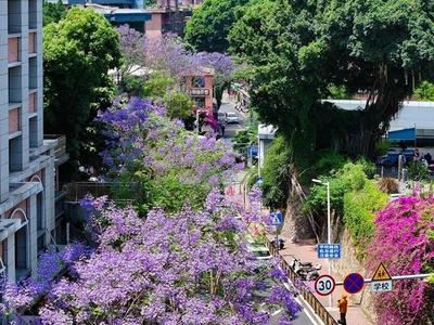 福州蓝花楹迎来盛花期 多条主干道化身“紫色长廊”