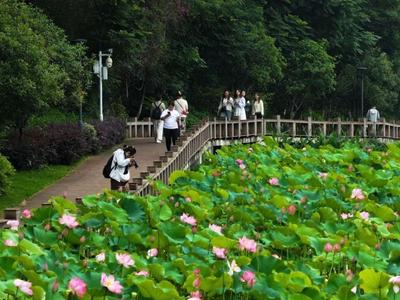 夏日“顶流”！福州荷花盛开！