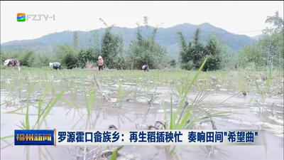 罗源霍口畲族乡：再生稻插秧忙 奏响田间“希望曲”