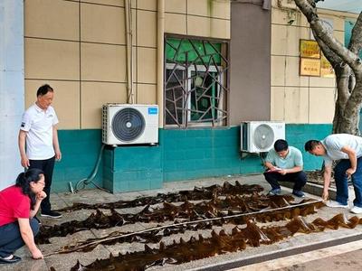全国首批“无边海带”在连江试养成功