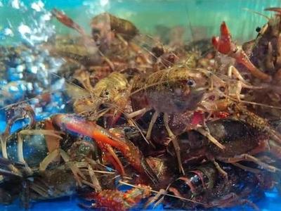 夜宵“顶流”小龙虾量大价跌 鲜活价每公斤不超60元