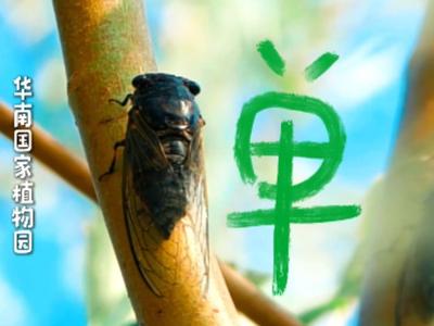 野生汉字 藏在夏日广州