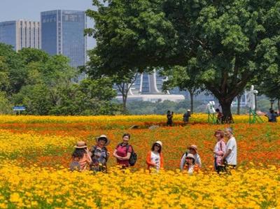 花海公园硫华菊盛放 花期持续至5月底