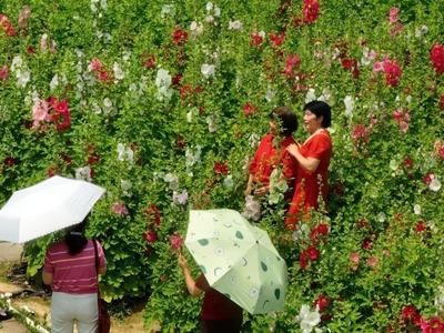花海公园上演鲜花“盛宴” 蜀葵、金鸡菊、鸢尾花等迎来盛花期