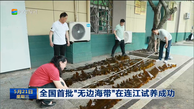 全国首批“无边海带”在连江试养成功