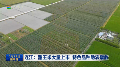 连江：甜玉米大量上市 特色品种助农增收