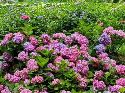 11万株绣球花盛开 鼓岭开通赏花直通车