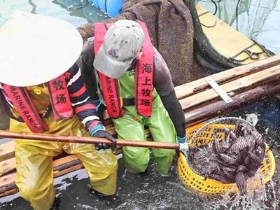 国内首次实现深远海养殖规模化投产 连江80万尾绿鳍马面鲀上市