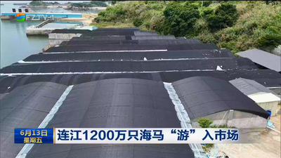 连江1200万只海马“游”入市场