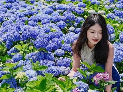 闽侯300亩绣球花开放 呈现“宫崎骏动画秘境”