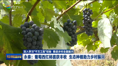 永泰：葡萄西红柿喜获丰收 生态种植助力乡村振兴