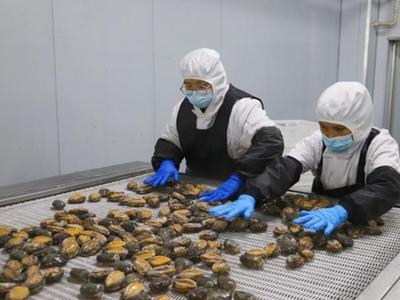 小鲍鱼闯出大市场——中国鲍鱼之乡连江持续吃透“一粒鲍”