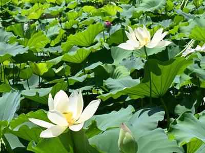 福州南公园荷花盛开引客来 赏花期可持续至8月