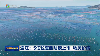 连江：5亿粒夏鲍陆续上市 物美价廉