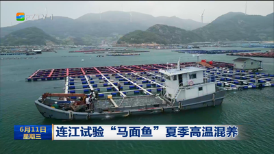 连江试验“马面鱼”夏季高温混养