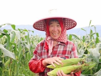 连江透堡镇“水果玉米”上市
