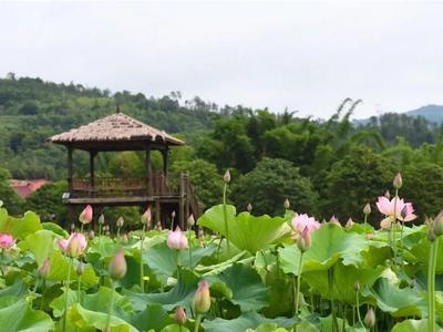 闽侯溪源寨荷花盛放迎客来