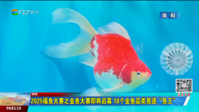 2025福鱼大赛之金鱼大赛即将启幕 18个金鱼品类竞逐“鱼王”