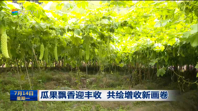 瓜果飘香迎丰收 共绘增收新画卷