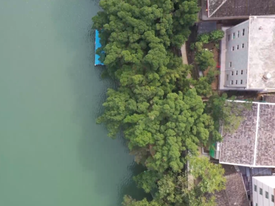 新华社关注福州：守榕城绿意 续榕树记忆