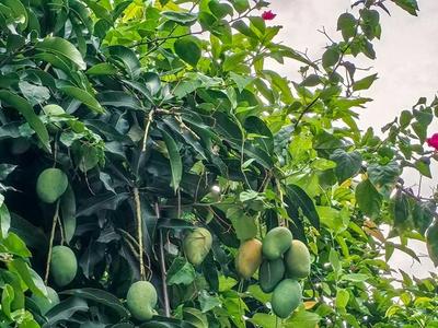 绿化芒果挂枝头 暗藏隐患不宜食