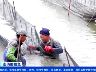 央视关注福清：鳗鱼出口迎旺季 供不应求价格涨