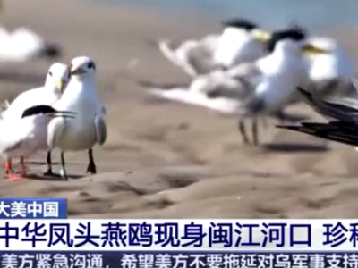 央视关注福州：中华凤头燕鸥现身闽江河口 珍稀鸟类增加