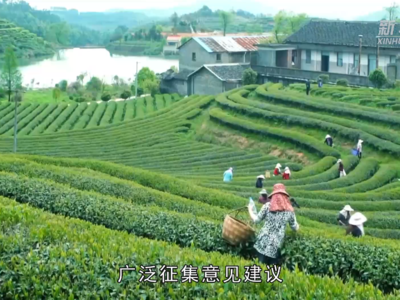 福建坦洋村：当好“领头羊” 做好“工夫茶” 