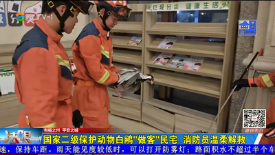 國家二級保護動物白鷴“做客”民宅  消防員溫柔解救