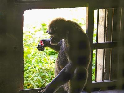 福州動(dòng)物園“毛孩子”消暑好愜意