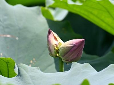并蒂莲现身左海公园