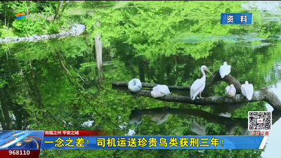 一念之差！司机运输珍贵鸟类获刑三年！