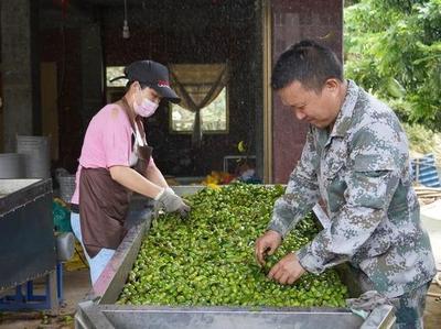 新华社关注闽清：一颗青果的“甜”滋味