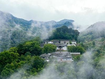 《人民日报》关注闽清桥东村古树群 140多株树木平均树龄150年